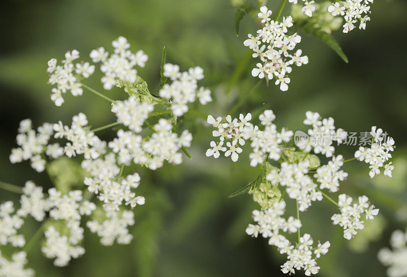 牛欧芹(Anthriscus sylvestris)细节